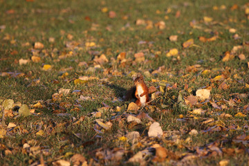 caché parmi le feuillage 