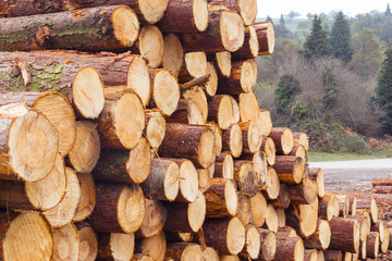 Freshly cut tree logs in a big pile, in nature, in the Gorbea natural park, Basque country, Spain.