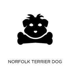 Norfolk Terrier dog icon. Norfolk Terrier dog symbol design from Dogs collection.