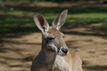 young kangaroo