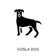 Vizsla dog icon. Vizsla dog symbol design from Dogs collection.