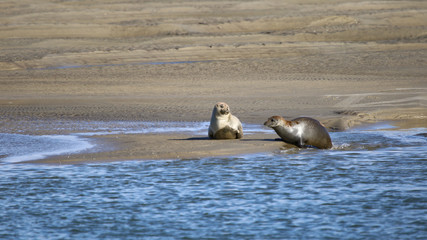 dialogue entre phoques © fotoeliane