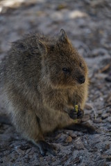 Quokka from Rottnest island