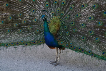 Obraz premium peacock with feathers out