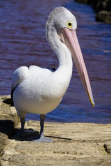Fototapeta na wymiar Pelican in Australia