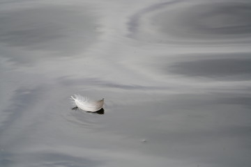 Feather In water