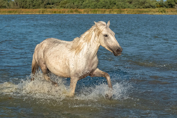 Obraz na płótnie Canvas Beautiful white horse running in the water, evening light 