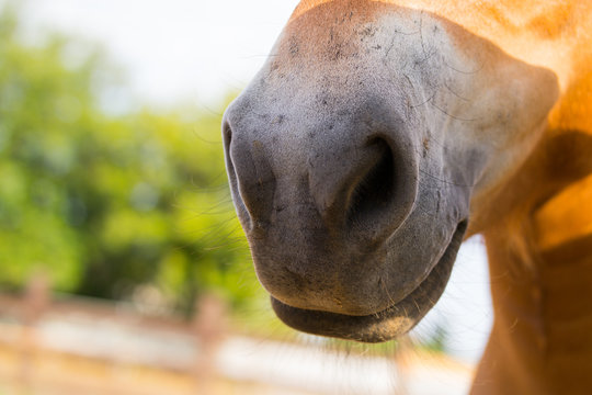 nostrils on the face of a brown horse