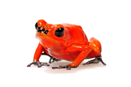 Erdbeerfr&ouml;schchen (Oophaga pumilio) - Strawberry poison-dart frog
