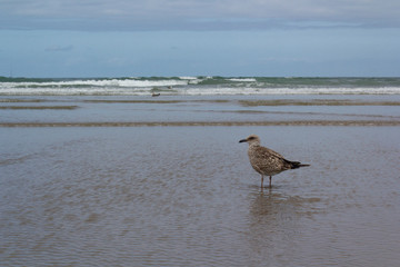 Les pattes dans l'eau