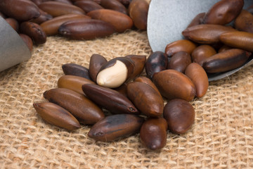 Brazilian Baru nut (castanha de baru) with   grain scoop in white background