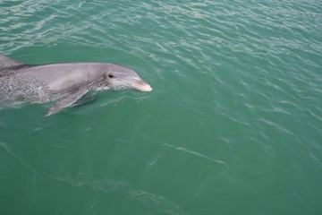 Beggar the Dolphin, Venice FL, Intercoastal, dolphin, water, nature, Gulf