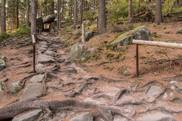 Roots on a path in a forest with a stone subway in the background.