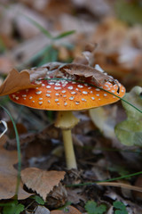 Poisonous fly amanita mushroom in the forest