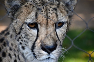 cheetah at the zoo