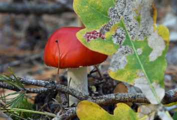 Bright red poisonous fly amanita in the forest