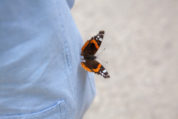 Obraz na płótnie Canvas A butterfly sits on the boy's. Focus on the butterfly