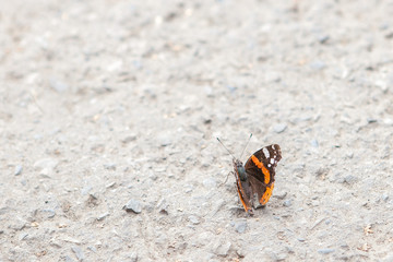 butterfly on a gravel road