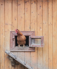 chicken comes out of the chicken coop © volody10