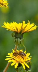 Honey bee on dandelion. Honey bee pollinating on spring meadow