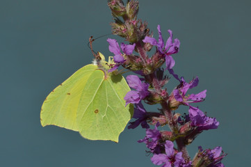 Mariposa sobre flores 