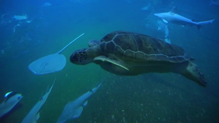 Sea turtle swimming among rays underwater