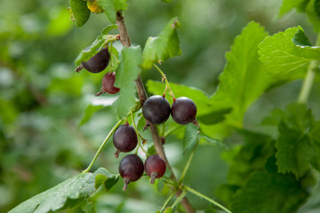 branch of black currant in a garden