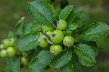 Green apples on a branch ready to be harvested, outdoors, selective focus