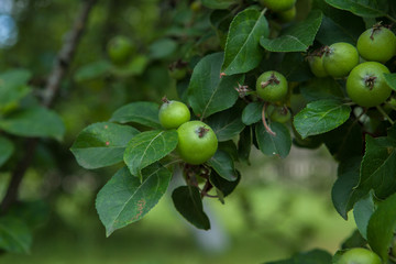 Green apples on a branch ready to be harvested, outdoors, selective focus