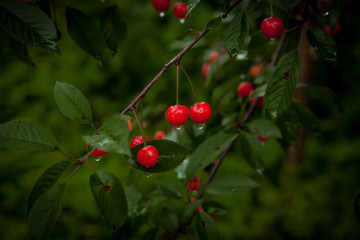 Cherry in the drops after the rain in the garden