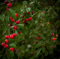 Cherry in the drops after the rain in the garden