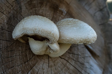 Pilze die aus einem Baumstamm wachsen