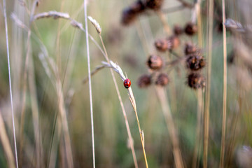 Naklejka premium biedronka na uchu w jesiennym polu. owad na tle trawy polnej.