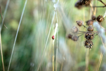 Obraz premium biedronka na uchu w jesiennym polu. owad na tle trawy polnej.