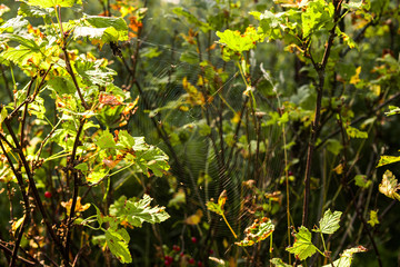 Cobweb in the green bushes