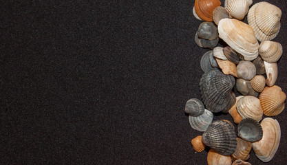 Set of sea shells on a black background, place for text