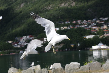 seagull in flight