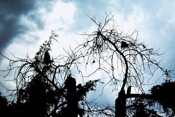 Tarde oscura de noviembre