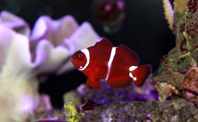 Red Maroon clownfish in isolated scene moment in saltwater reef aquarium tank 