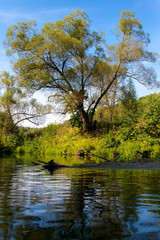 Autumn evening landscape with the river and a beautiful tree