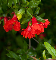 Fototapeta premium Blossoming pomegranate tree