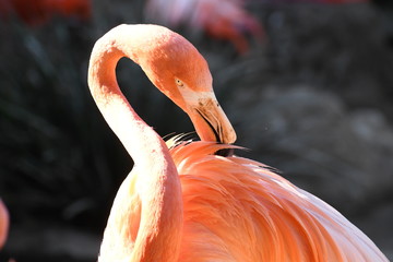 grooming flamingo