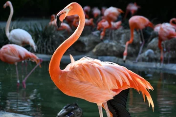 Fotobehang flamingo and friends © JessicaOwenPhotos