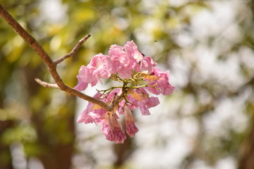 ypê flower (for de ypê)