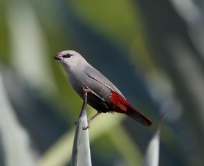 Lavender Waxbill