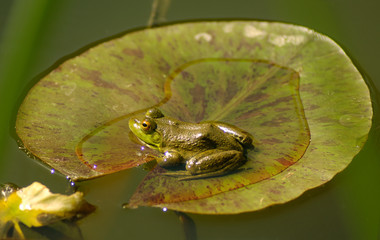 Frog On A Lilly Pad
