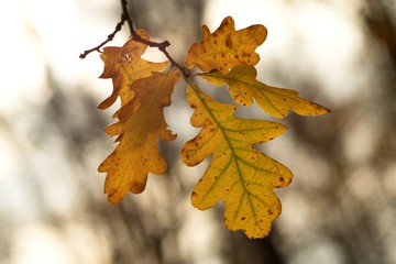utumn colored background, green and yellow leaves of oak and beech in autumn.
