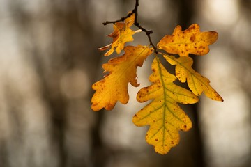 Naklejka na ściany i meble utumn colored background, green and yellow leaves of oak and beech in autumn.