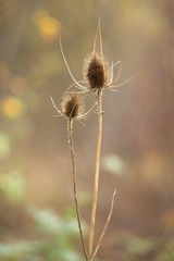 Autumnal colorful background, dry plant, thistle flower.