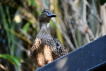 happy duck